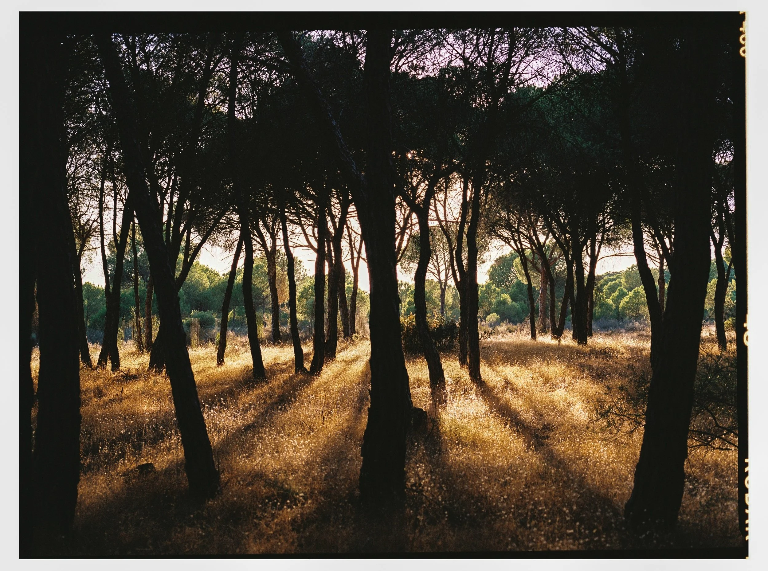 24092026-El-Rocío-Huelva-Travel-Spain-Kodak-Portra-400-Victor-Stonem-8.jpg