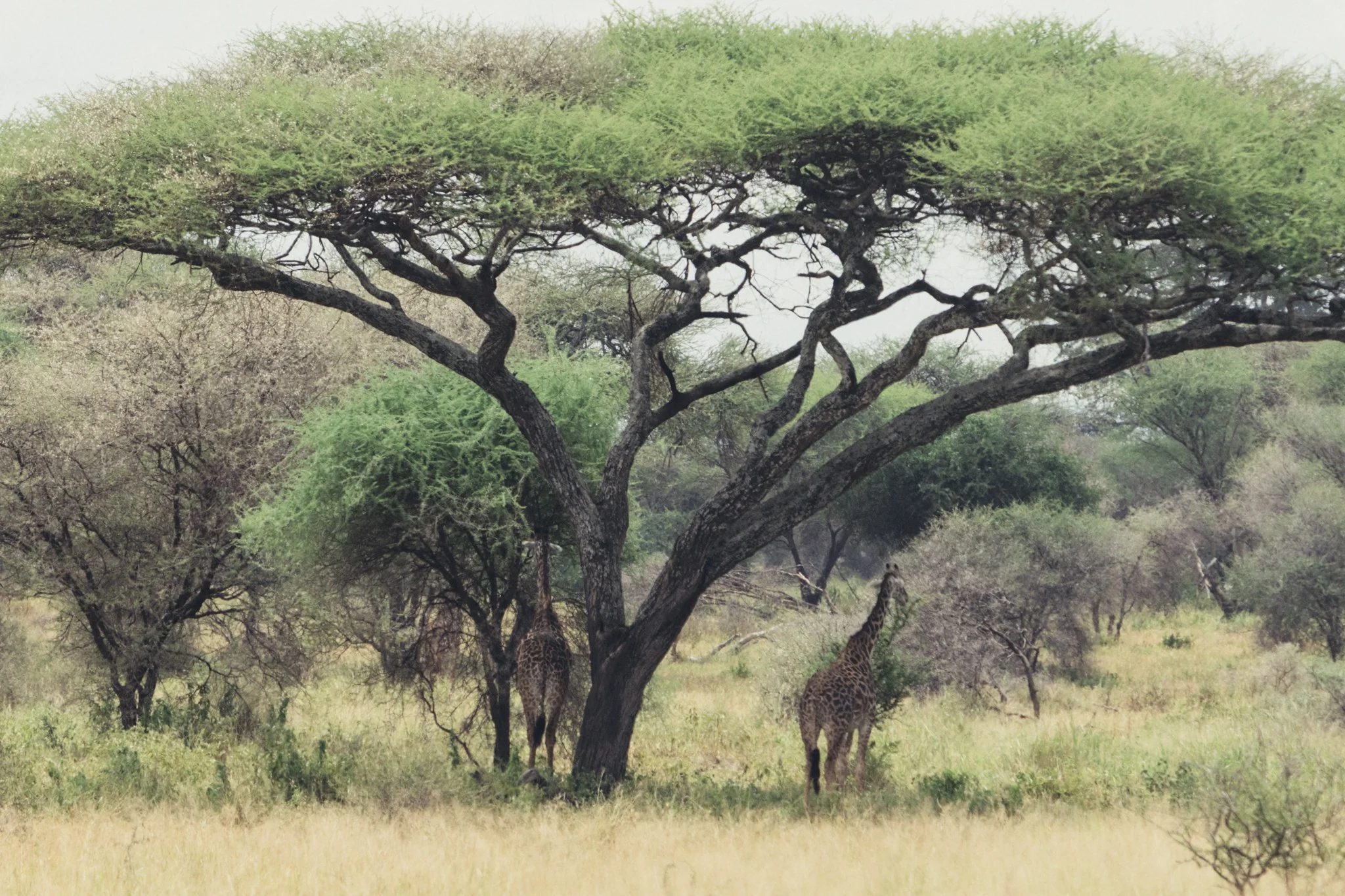 Tanzania National Parks -01.jpg