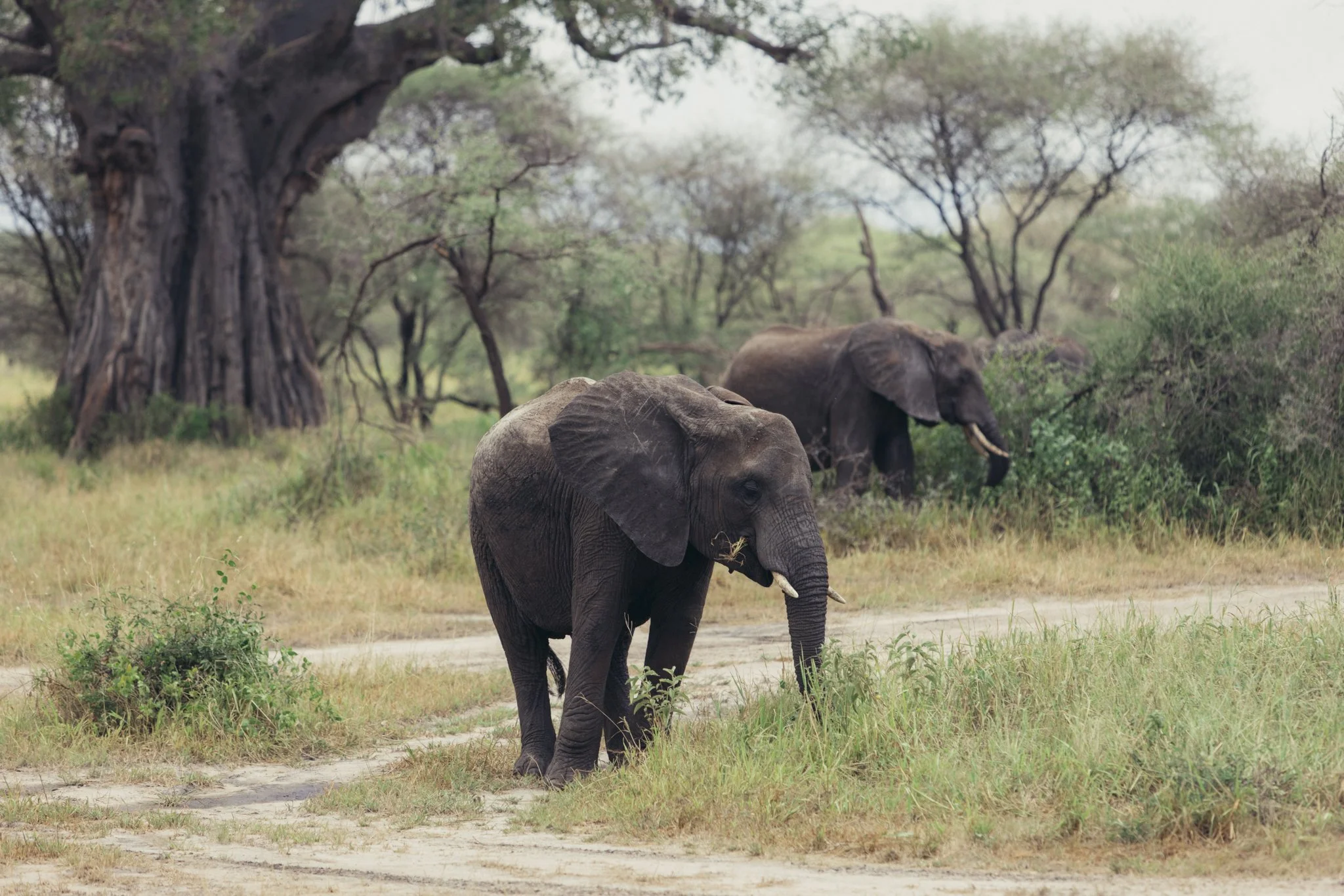 Tanzania National Parks -03.jpg