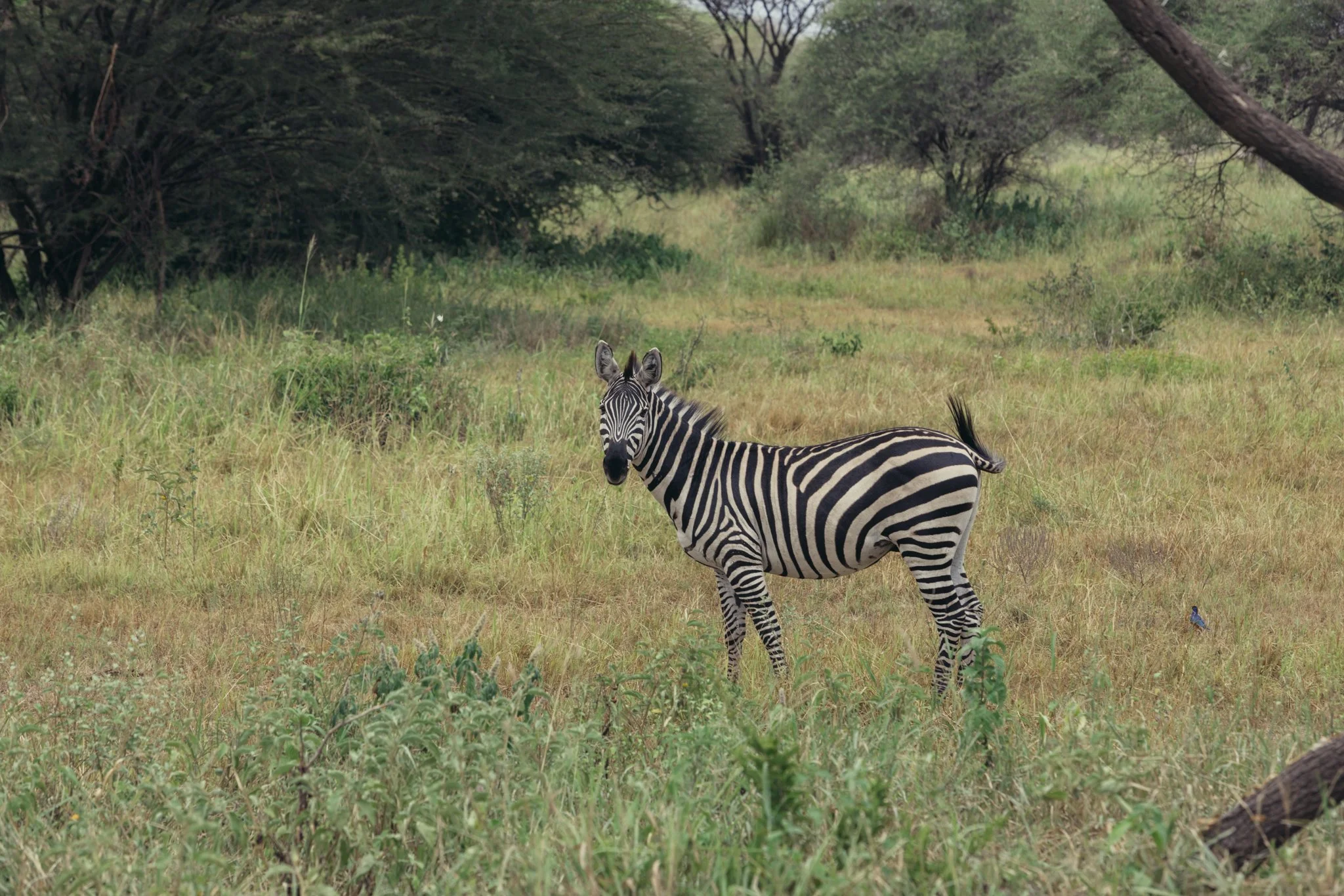 Tanzania National Parks -04.jpg