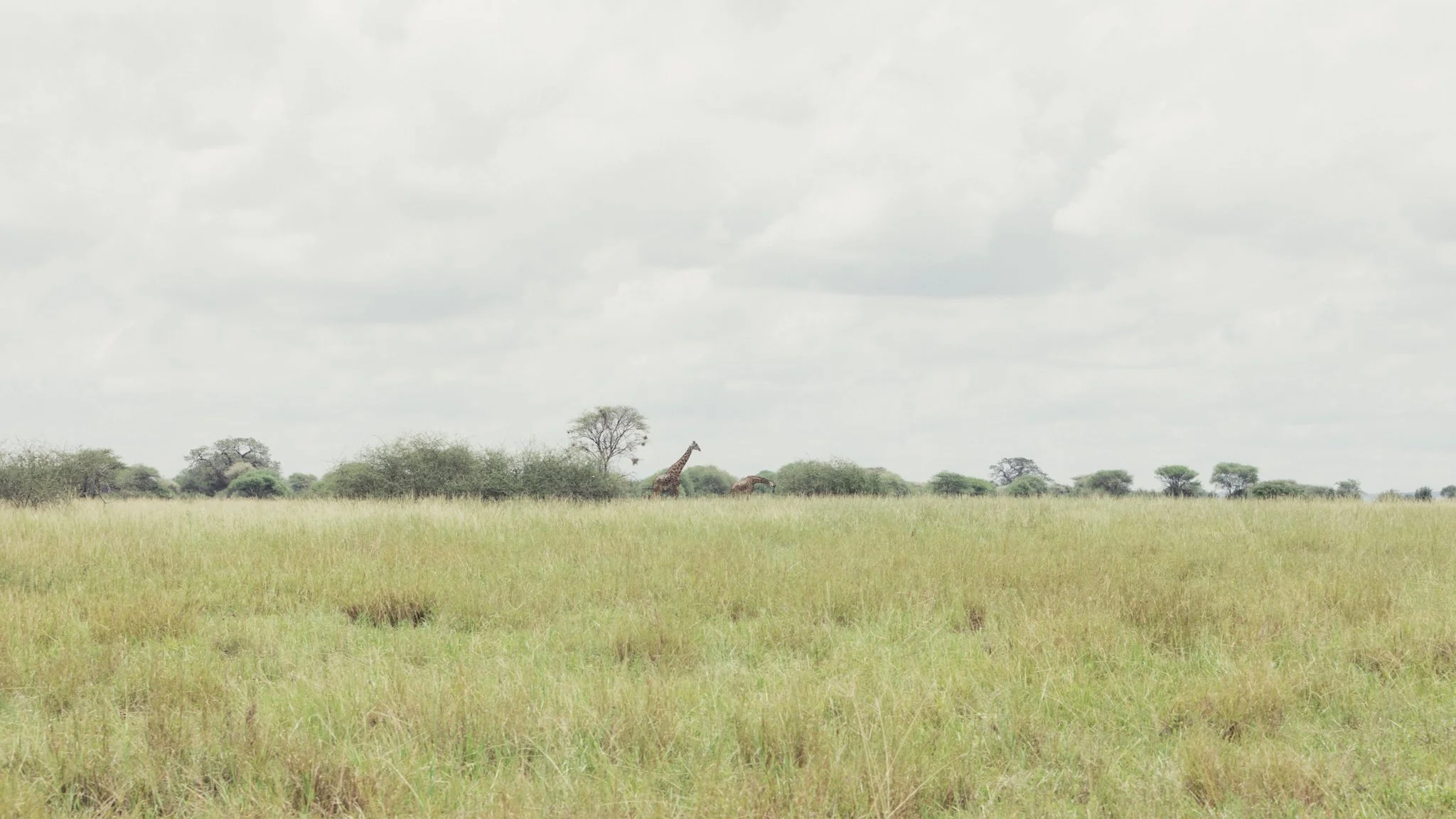 Tanzania National Parks -05.jpg