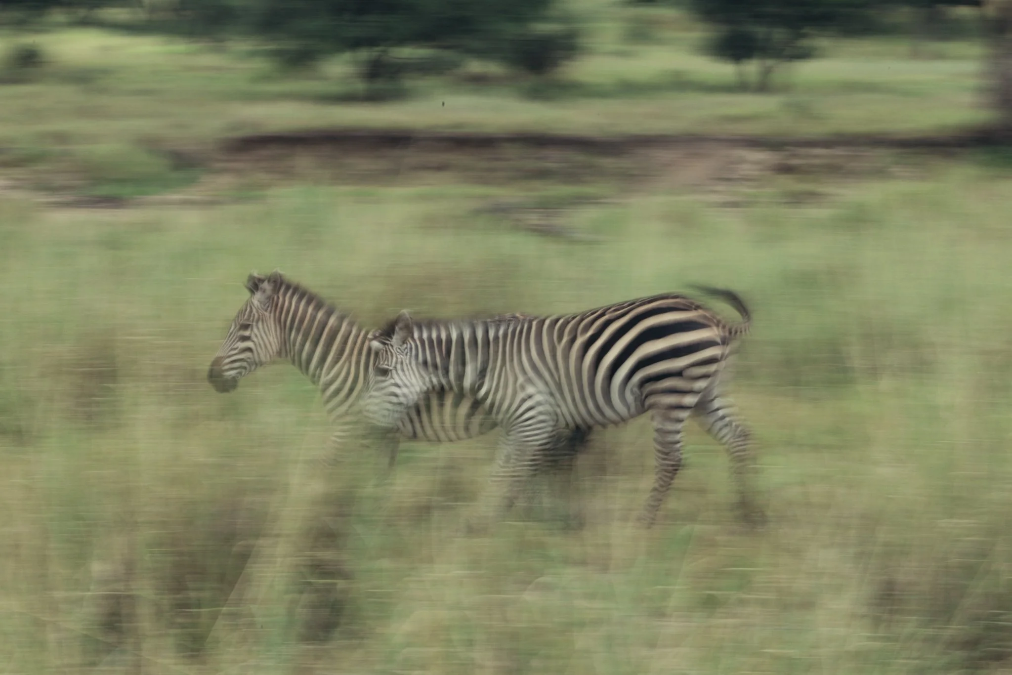 Tanzania National Parks -07.jpg