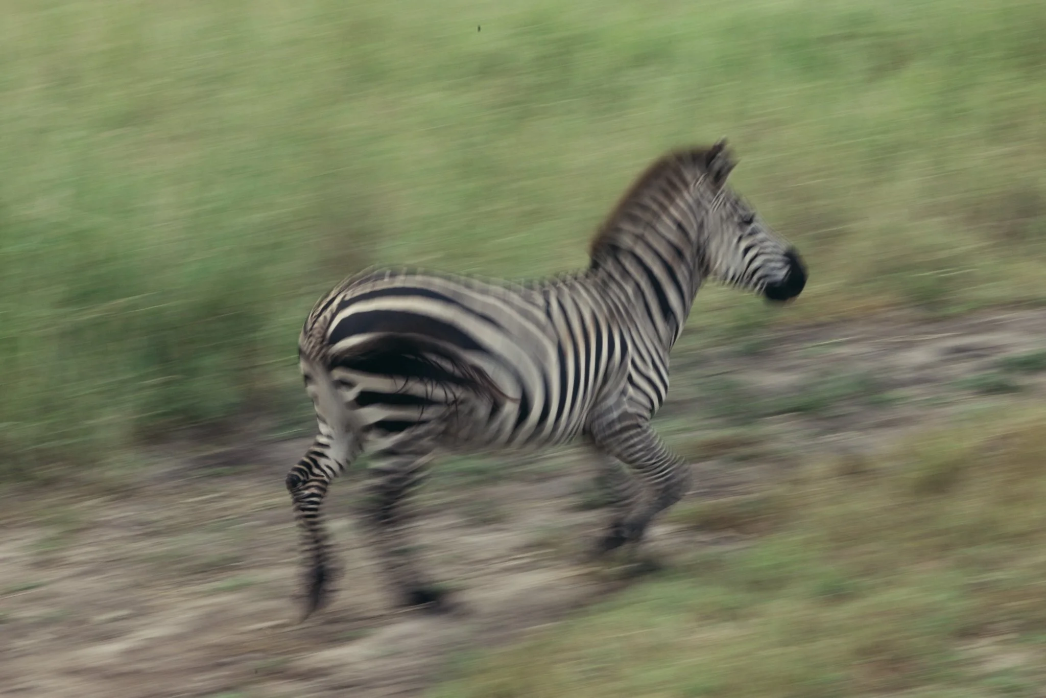 Tanzania National Parks -08.jpg