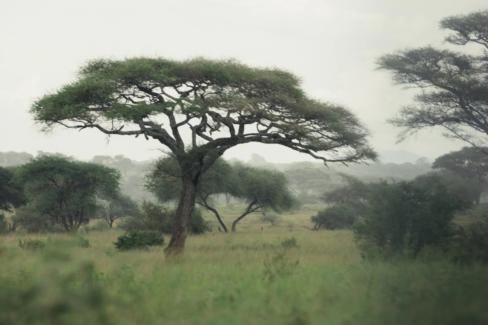 Tanzania National Parks -09.jpg