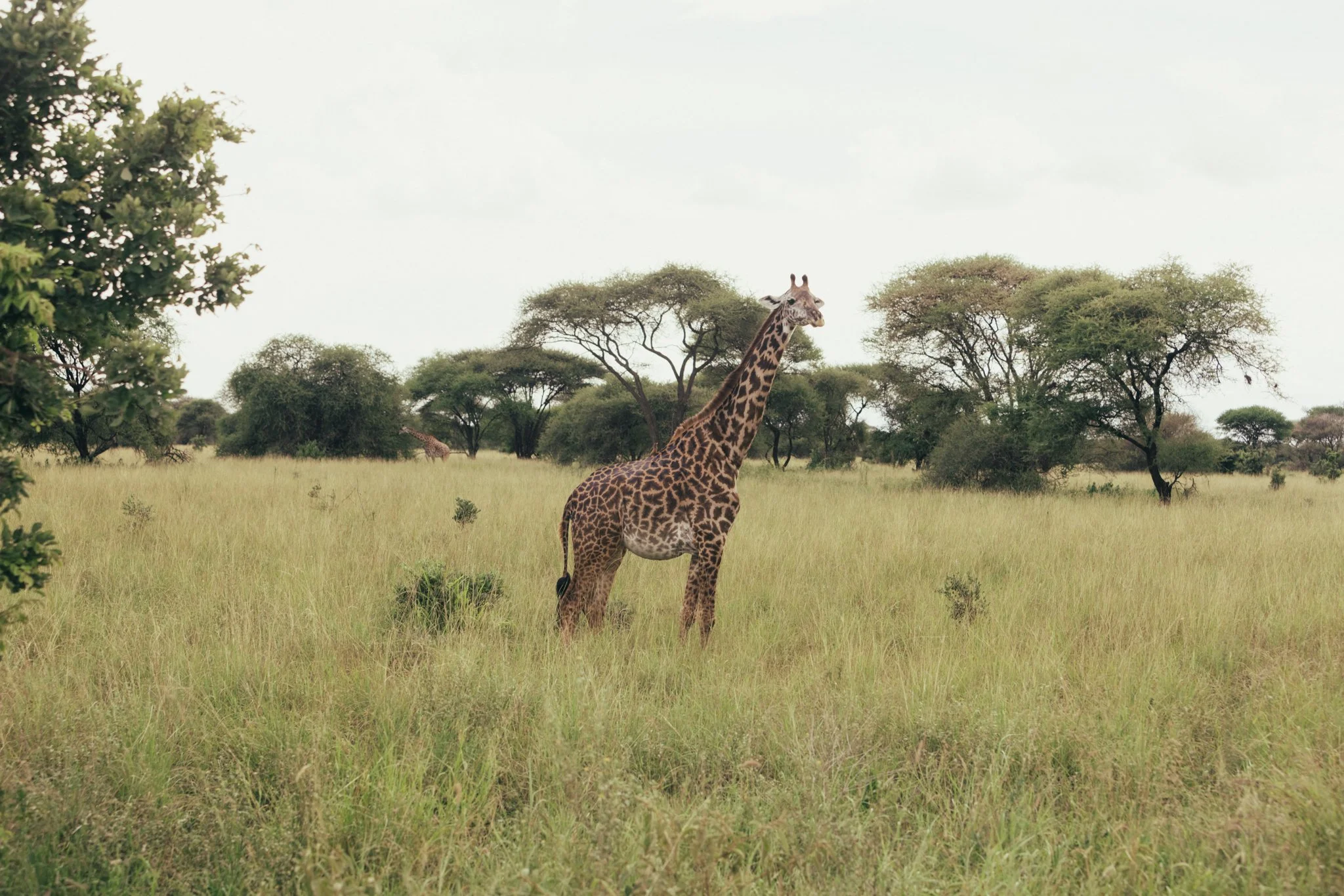 Tanzania National Parks -10.jpg