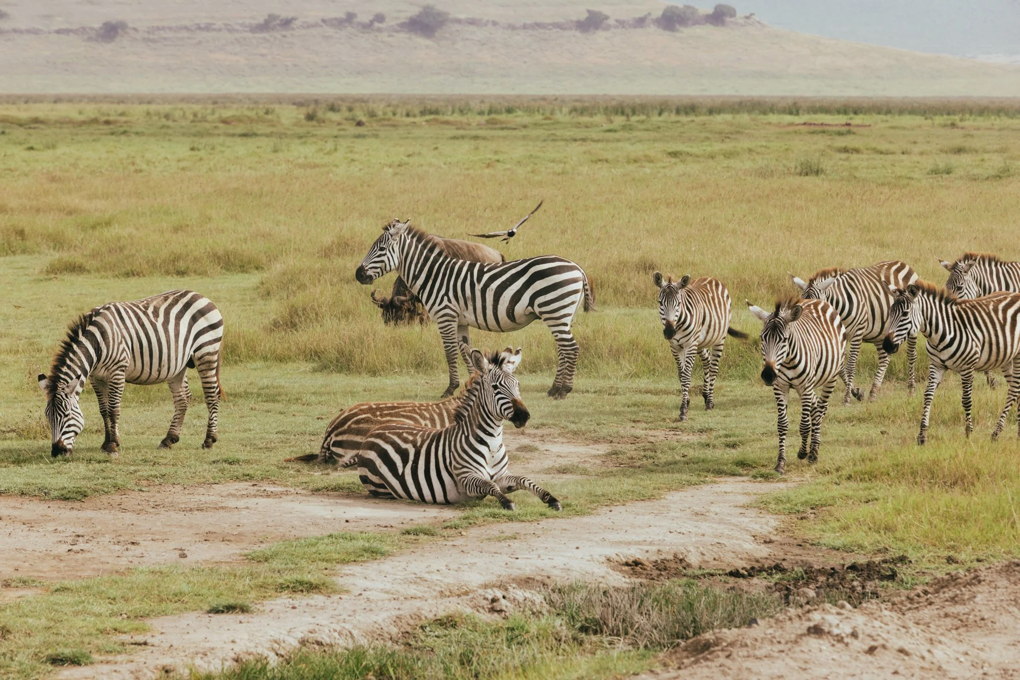 Tanzania National Parks -13.jpg