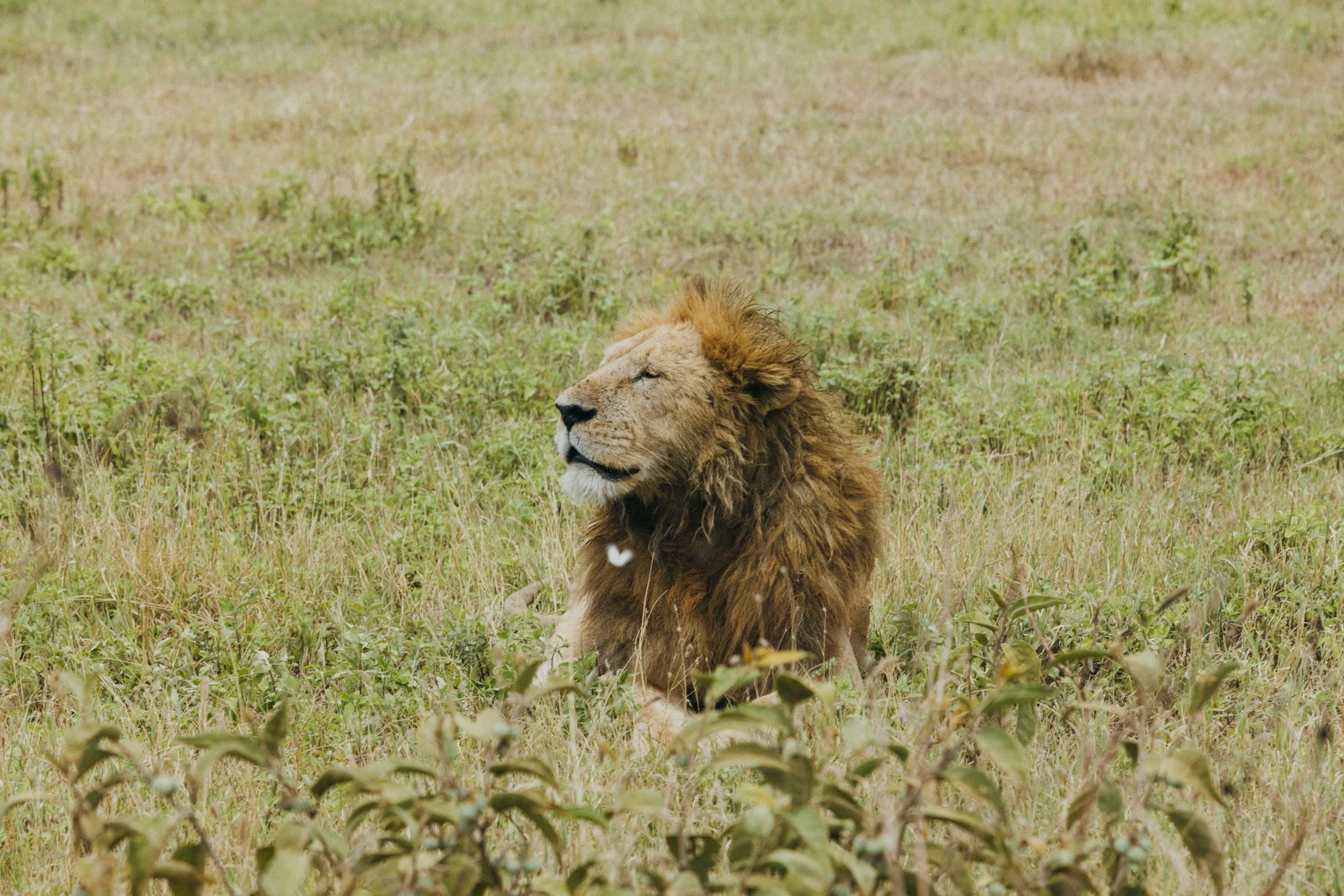 Tanzania National Parks -16.jpg