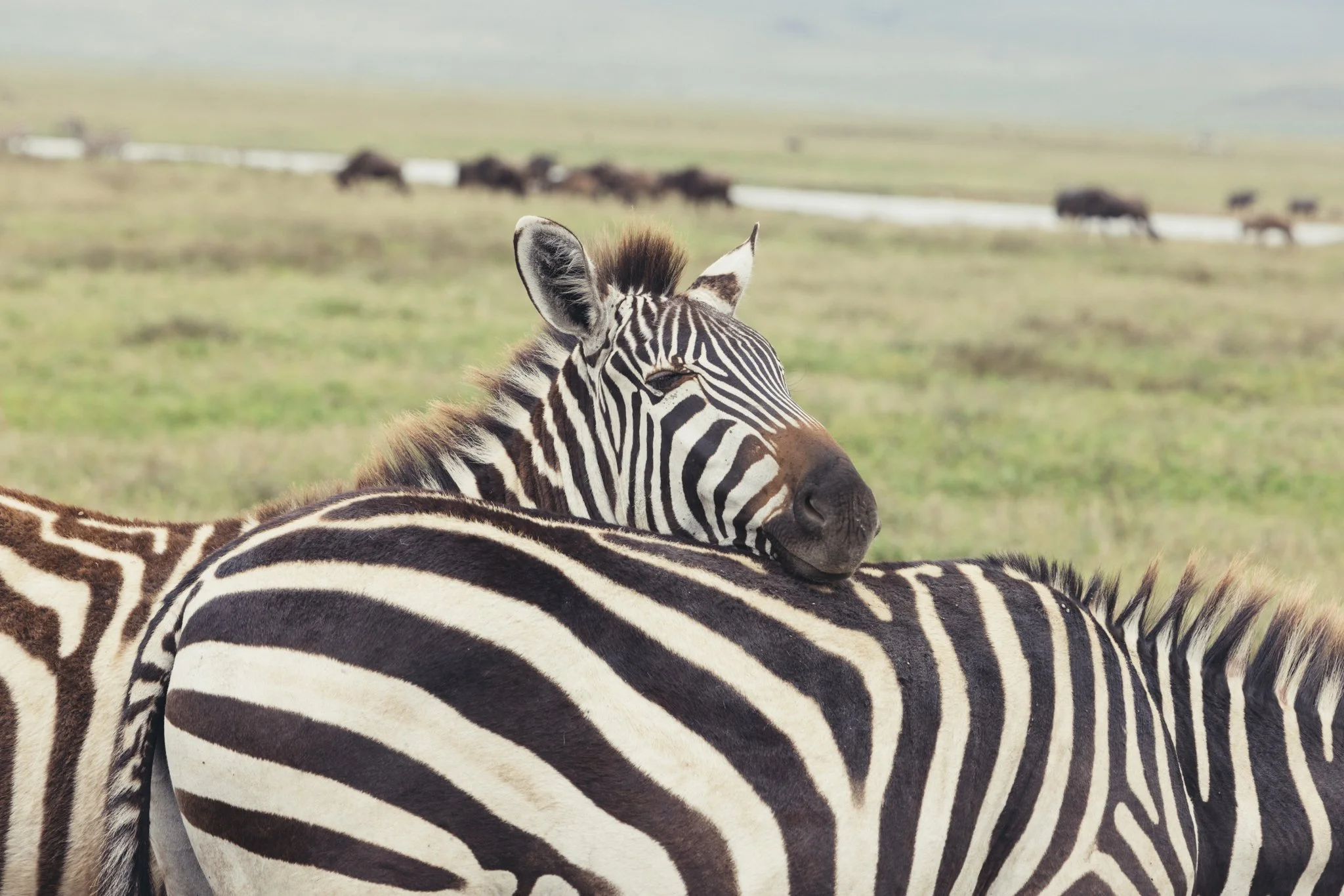 Tanzania National Parks -18.jpg