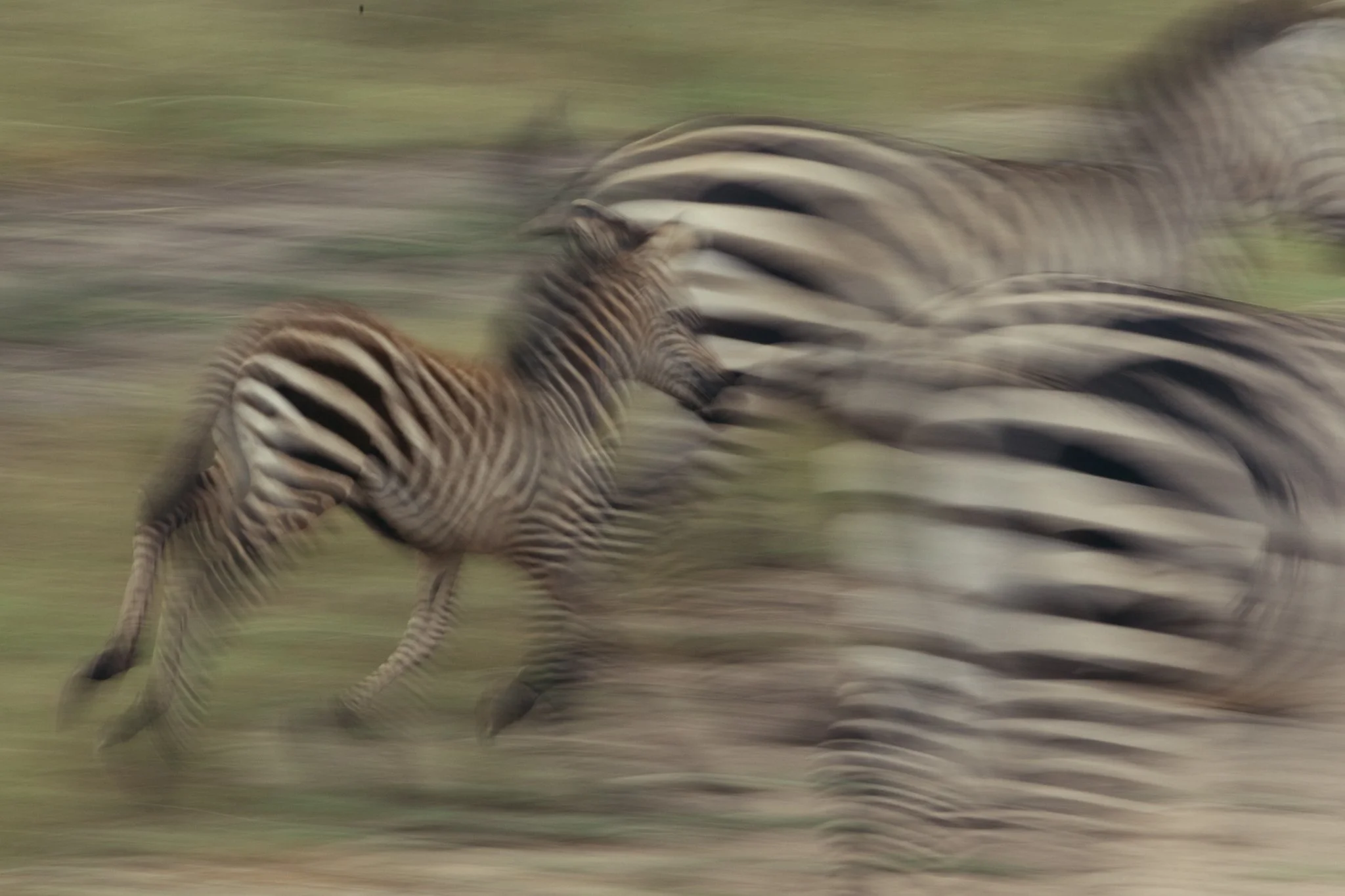 Tanzania National Parks -28.jpg