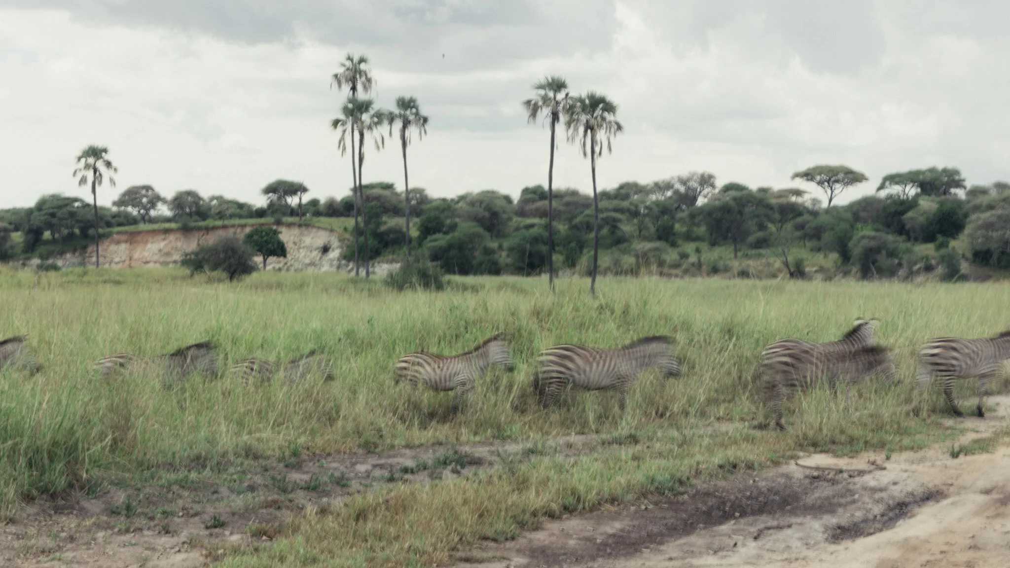 Tanzania National Parks -29.jpg