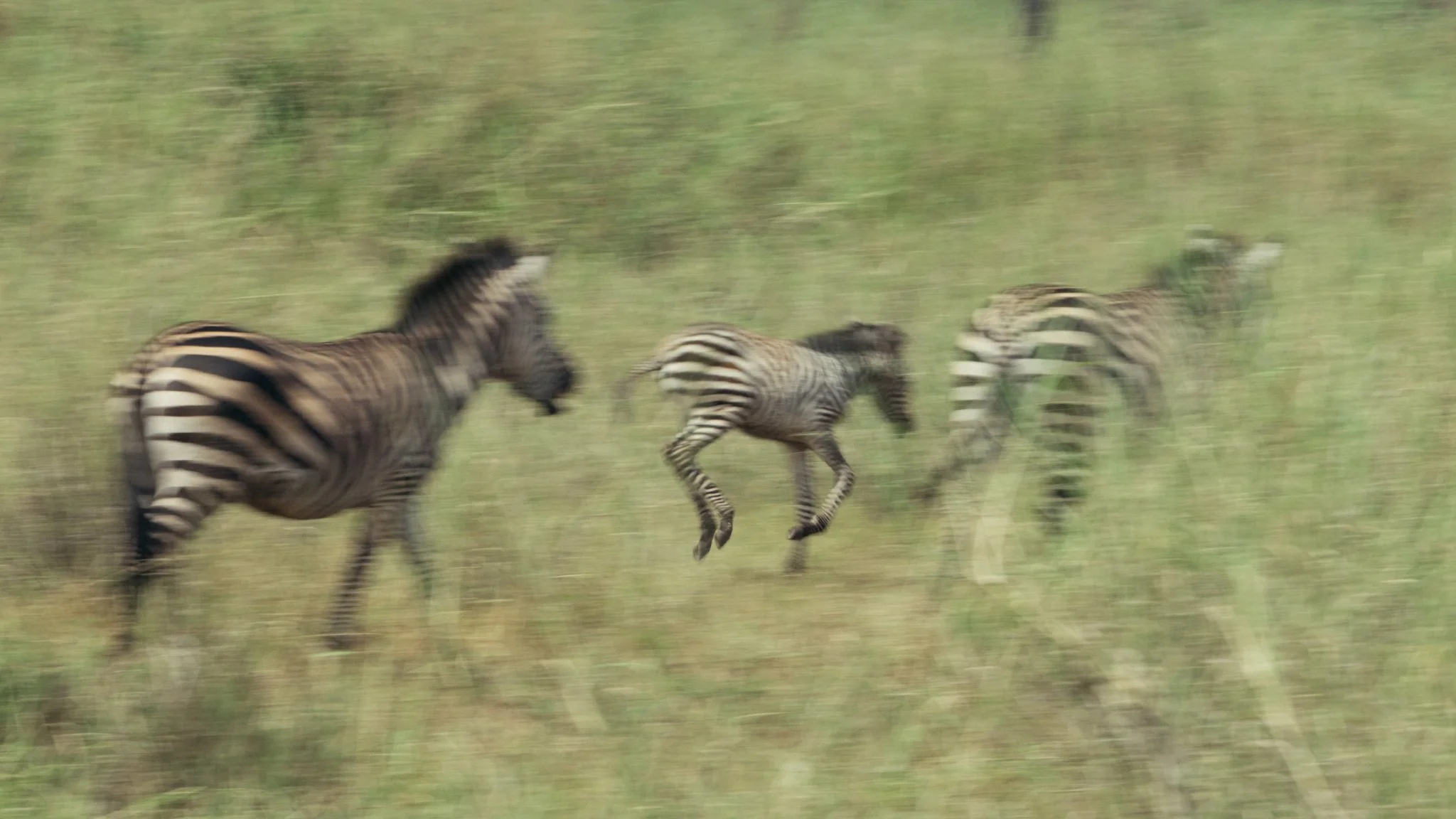 Tanzania National Parks -30.jpg