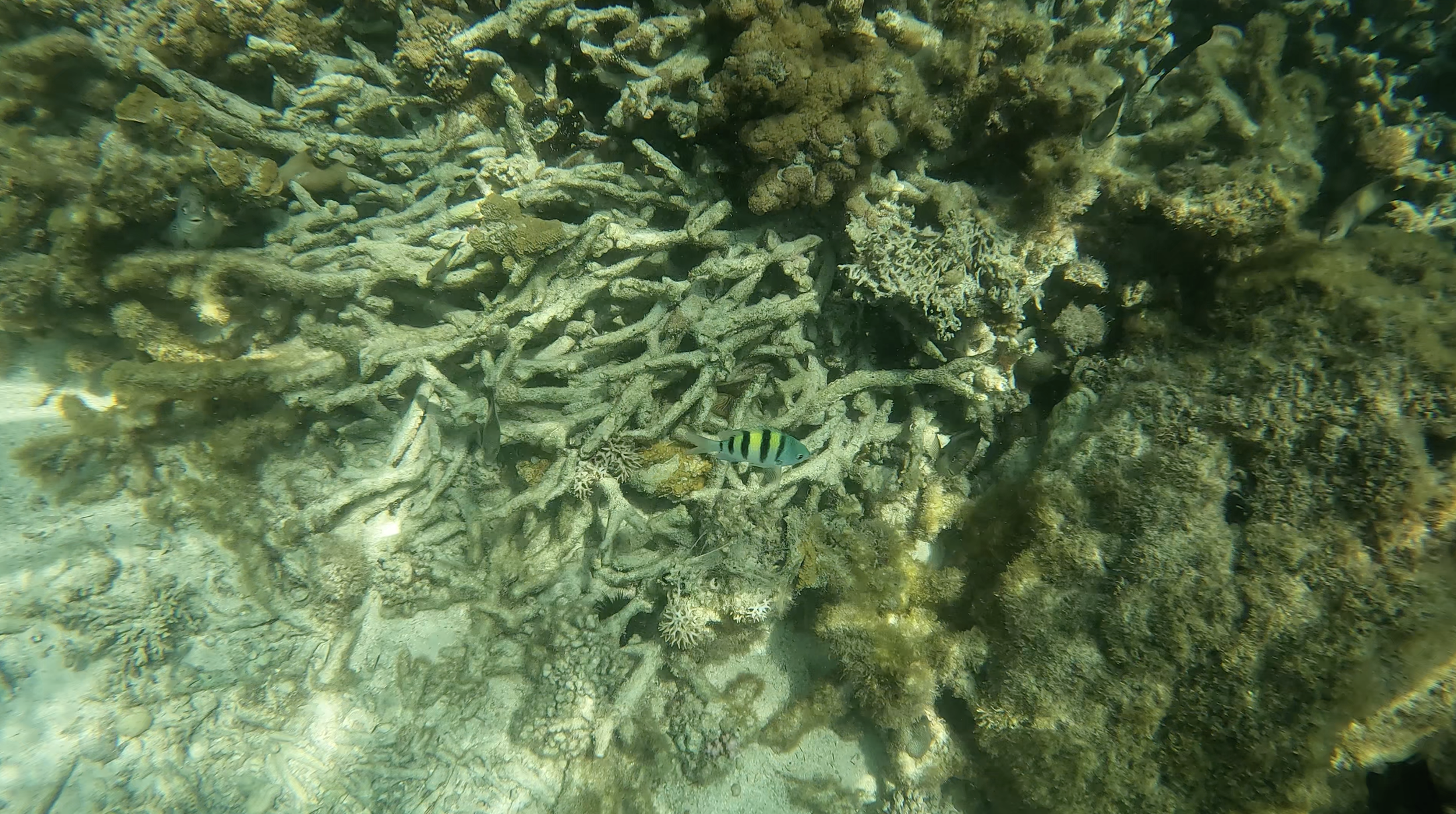 Screenshot 2025-04-07 at 12.24.47 PM.png