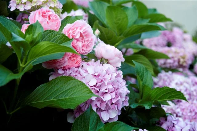 Hydrangea shots Freedom 2011 001.jpg