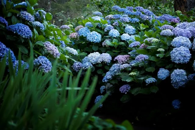 Hydrangea shots Freedom 2011 006.jpg