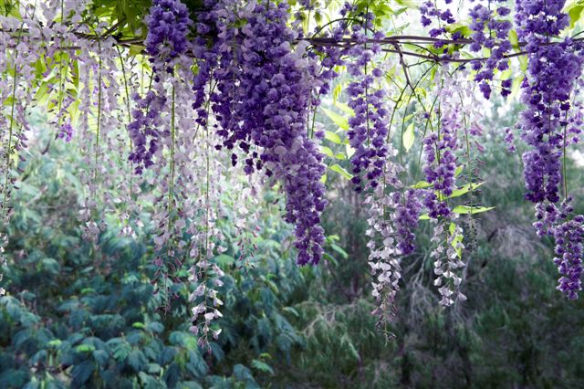 Freedom photos Wisteria 2010 001.jpg