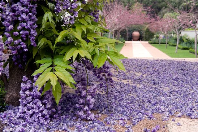 Freedom photos Wisteria 2010 006.jpg
