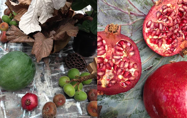fruit.jpg