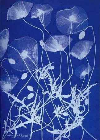 Cyanotype Poppy.jpg