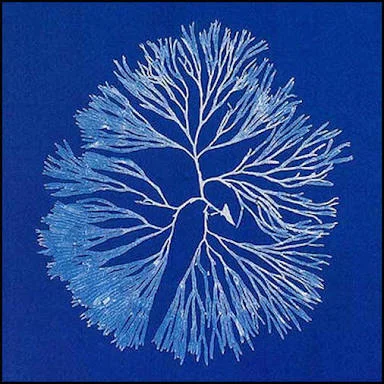 cyanotype coral.jpg