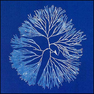 cyanotype coral.jpg