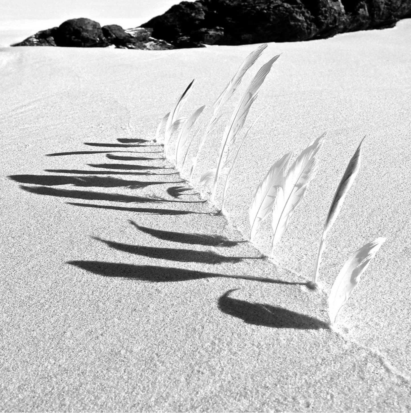 Shona_Wilson_Winged_Wedge.png