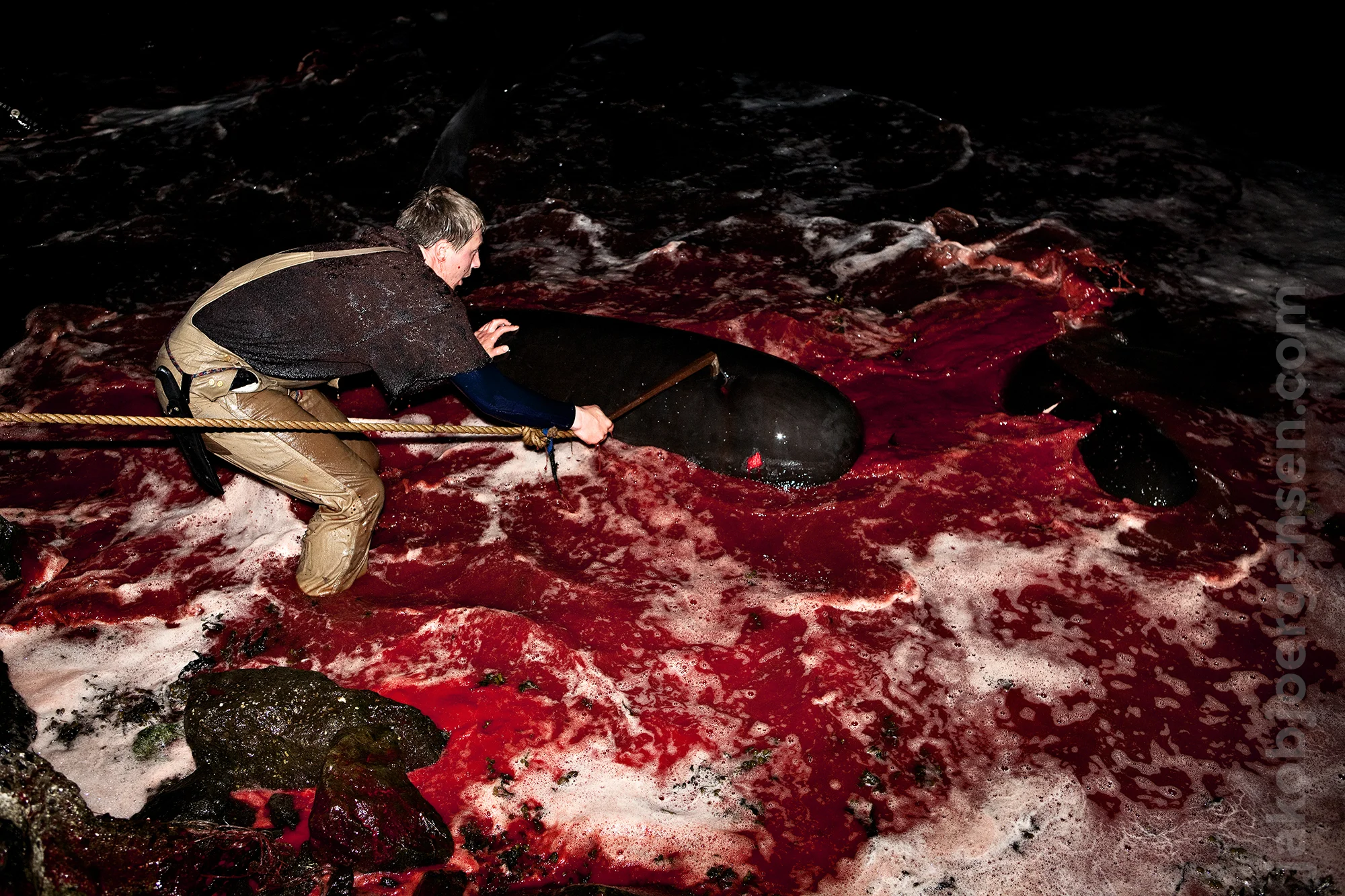 Pilot Whaling in the Faroe Islands is a non-commercial, communal and old tradition.