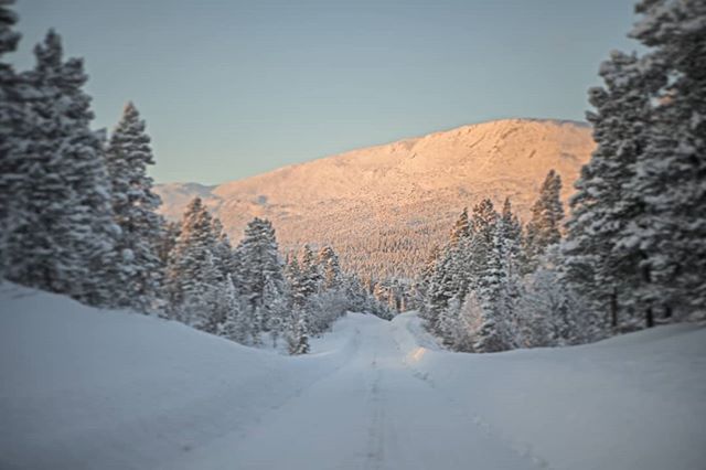 During the #winter the #sun stay pretty close to the horizon in #swedishlapland. It makes the days short, but also gives some nice soft light.

#reportage for @jagtvildtogvaaben 
#hunt arranged by NordGuide 
#lapland #letsgohunting #capercaillie #sko