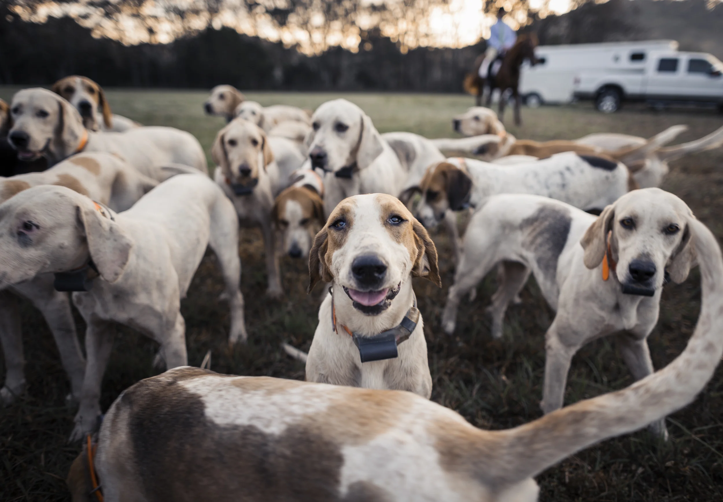 Wayne Reeves Beagle Hound Field Trials, Tamara Reynolds