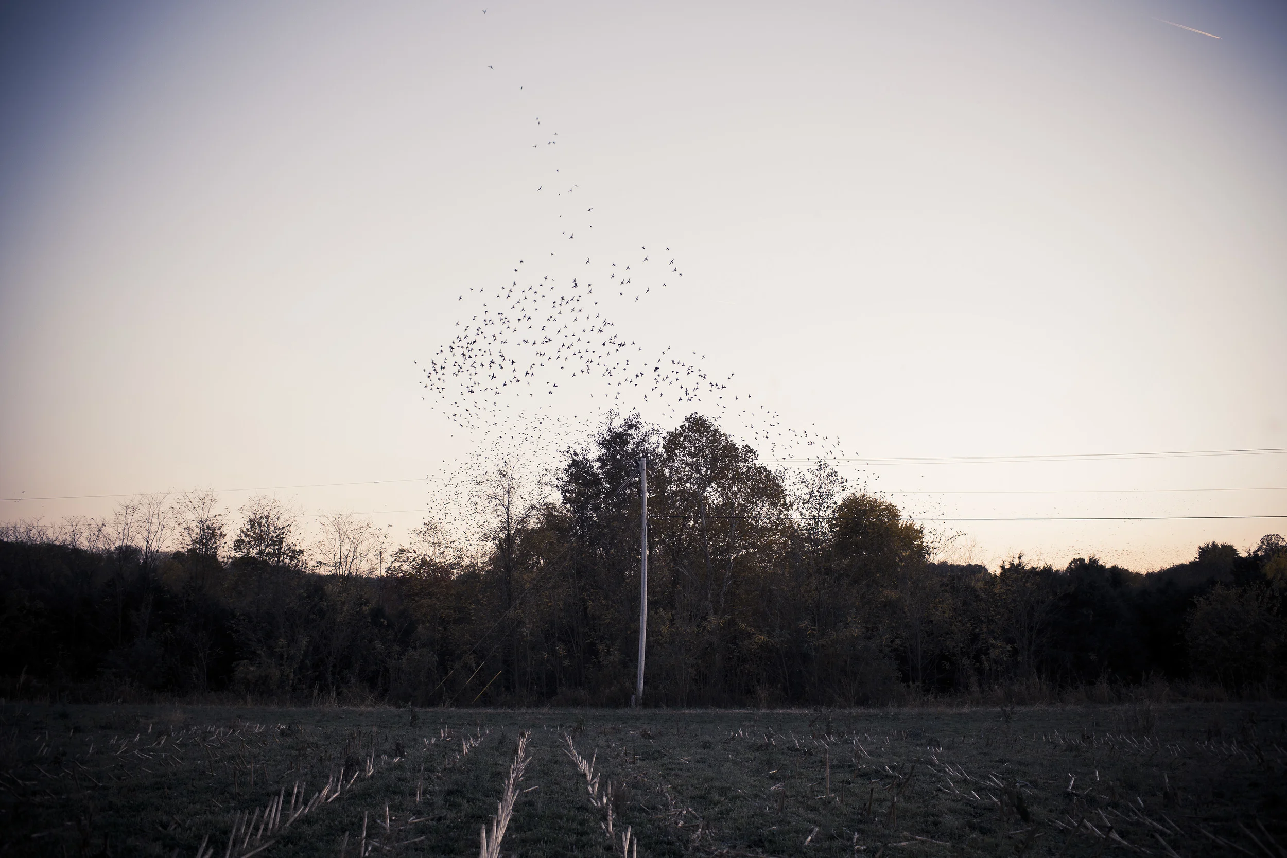 Starlings Above a Cornfield at Dusk, Mississippi
Nearing Clarksdale, Mississippi