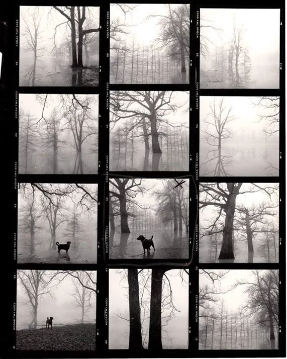 Contact sheets for "Dog in the Fog." Photos by Maudie Clay.