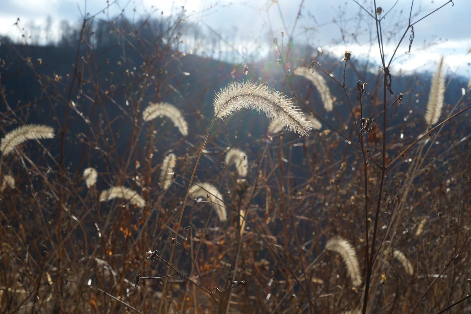 Winter Kudzu, Tennessee, Tamara Reynolds, Southern Route