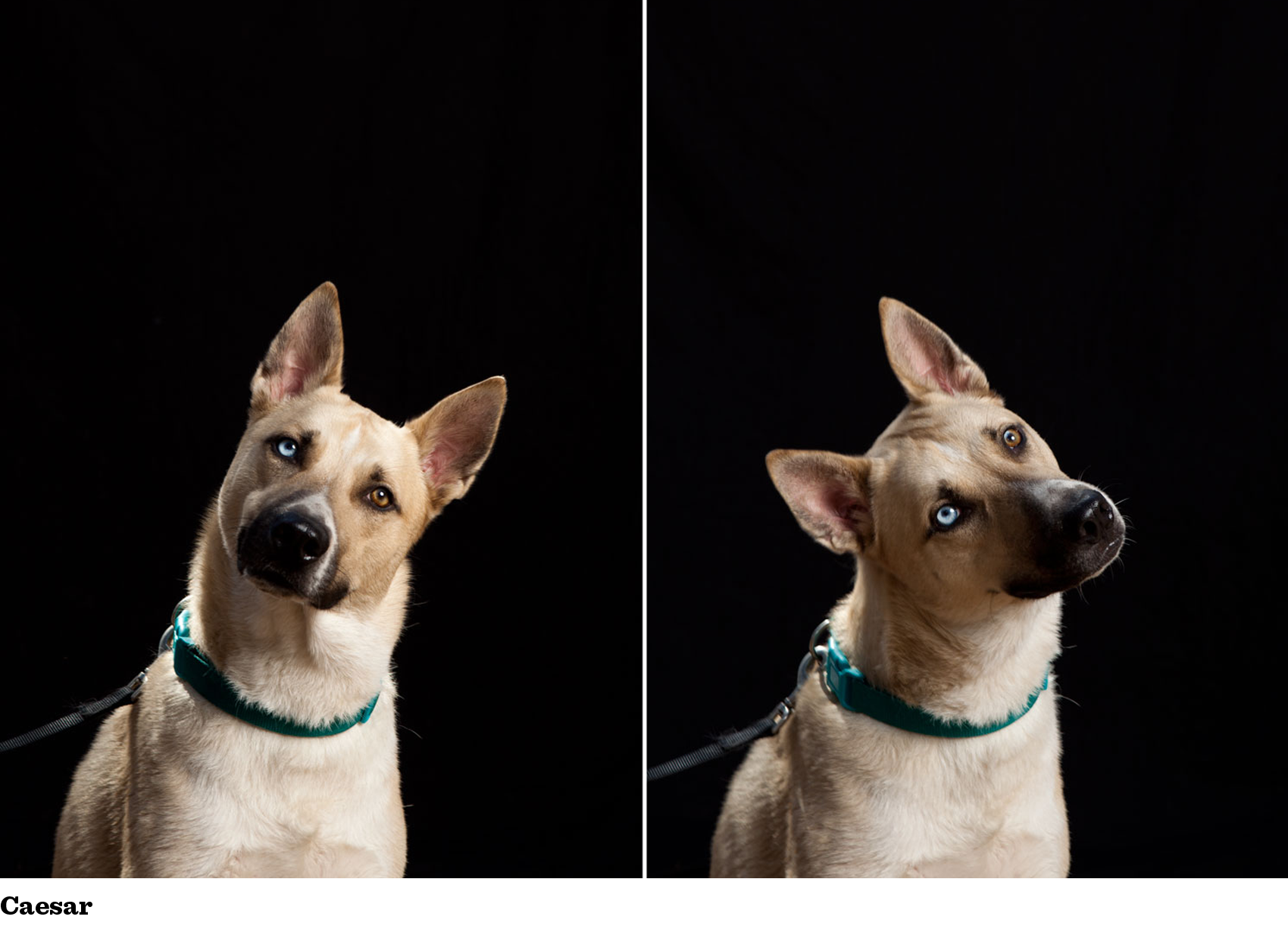 carolina dog husky mix