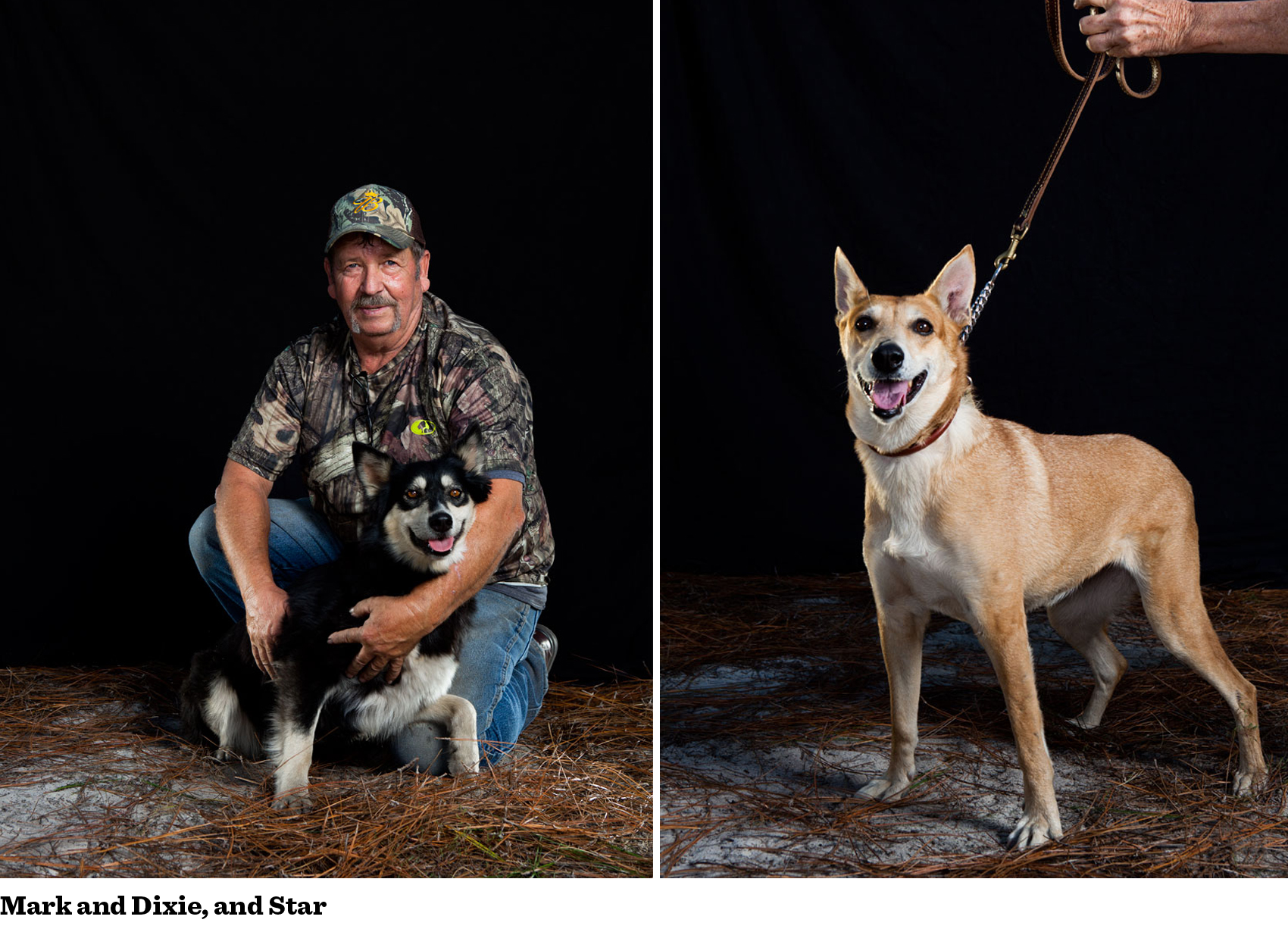 carolina catahoula dog