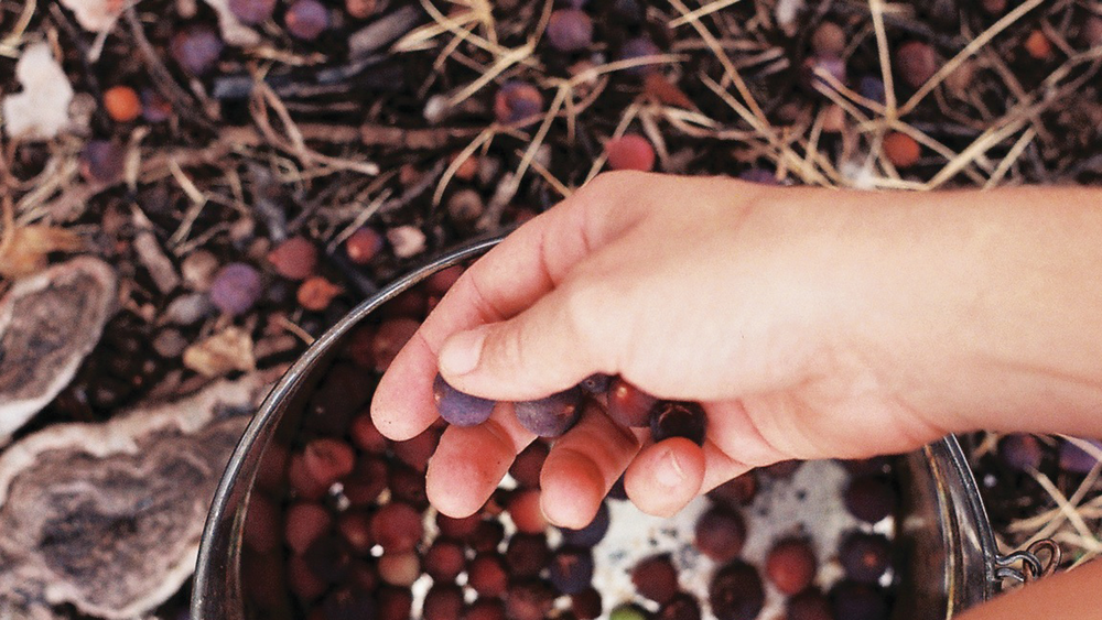 Forager  THE BITTER SOUTHERNER