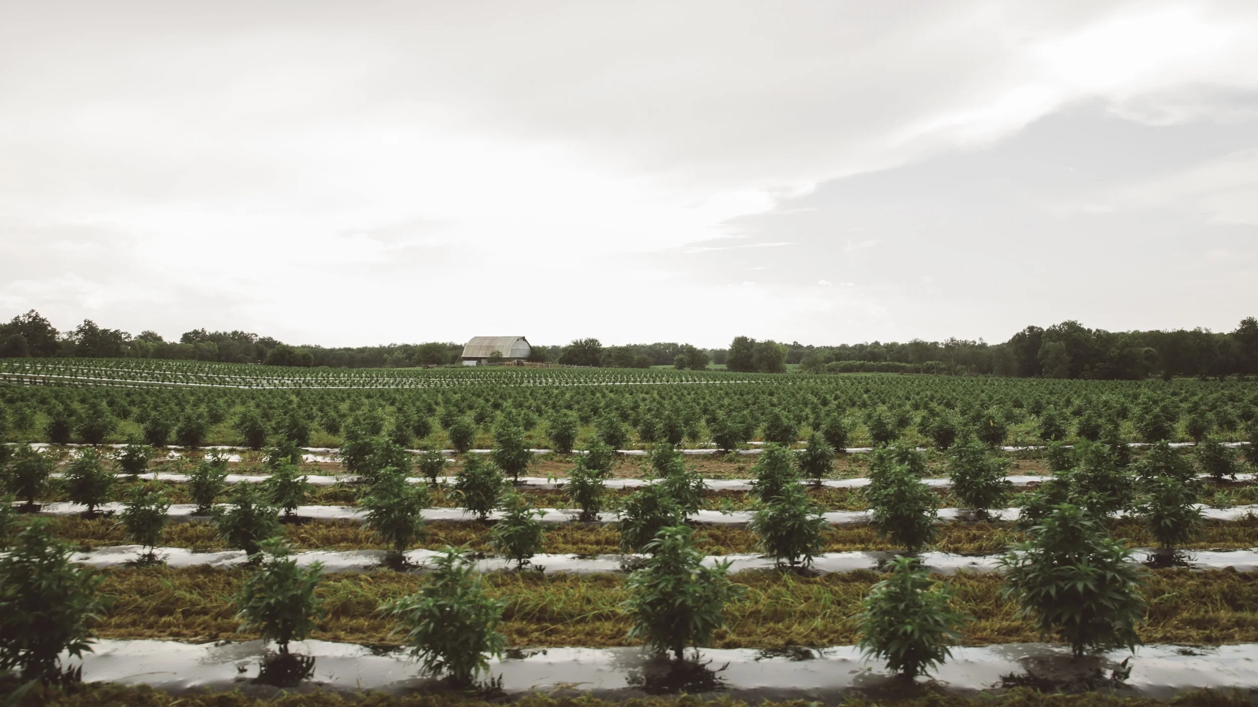 Atalo Holdings' 27 acres of cannabinoid-rich hemp plants in Winchester, Ky.