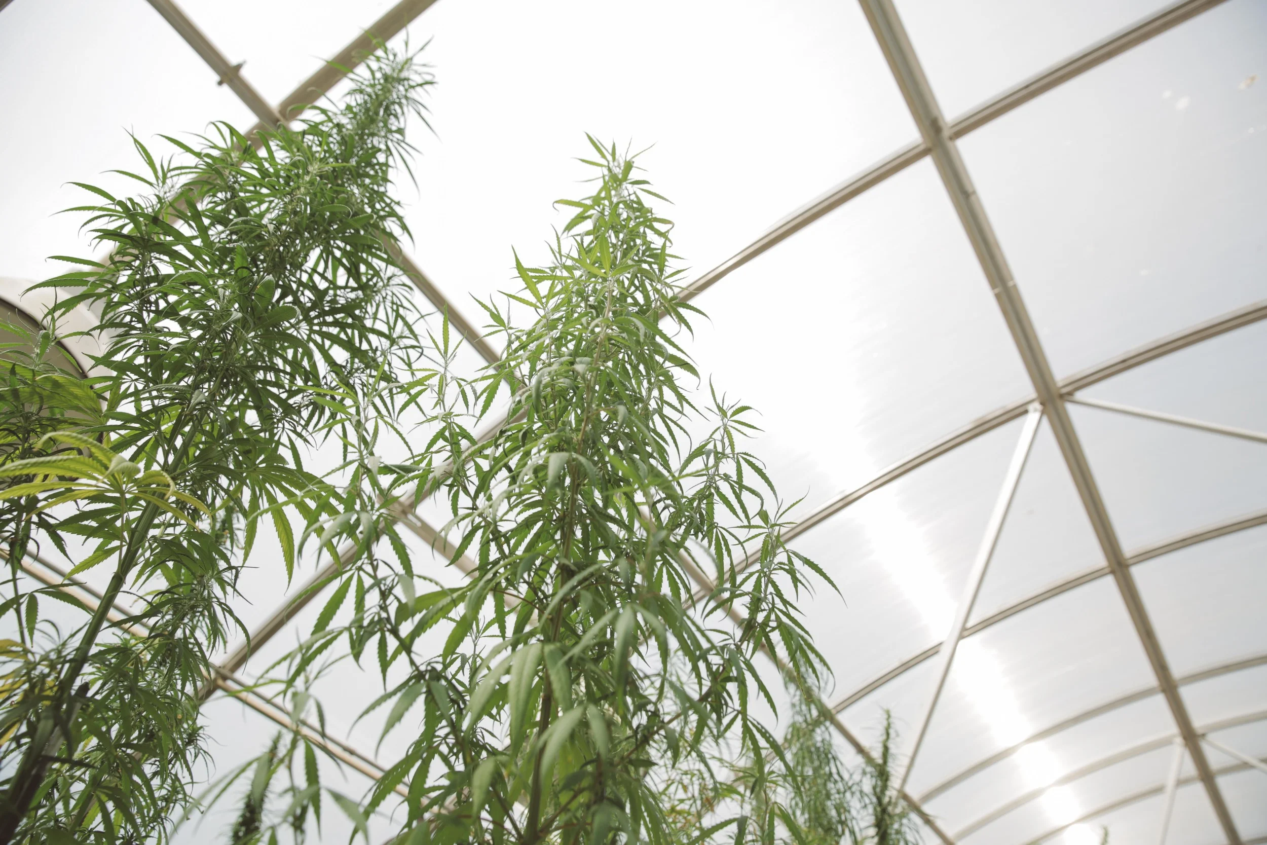 hemp-137.jpg