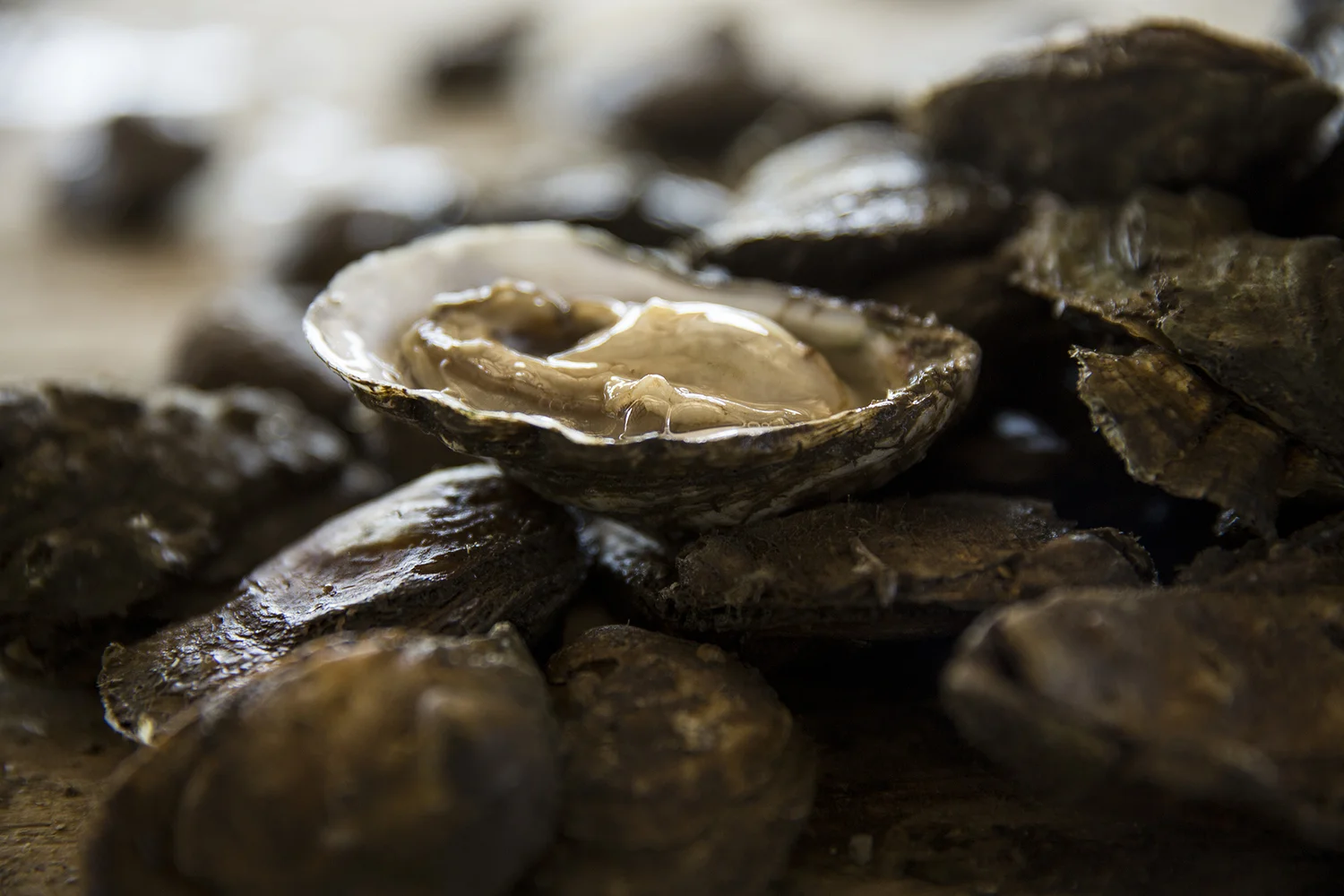 Are Oysters Good in January: Freshness, Flavor & Health Benefits