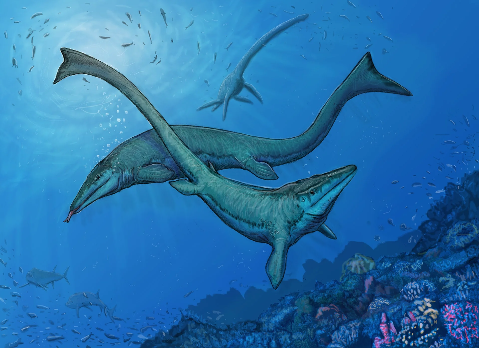 A male and female Tylosaurus perform a mating dance above the mullusk reef. In the gloom to the left, a pair of Xiphactinus hunt fish; above to the right, an Elasmosaurus flies through the water on the same mission.