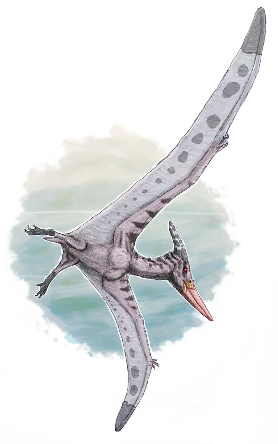 Pteranodon is the most famous of the pterosaurs, and its bones are found throughout the rocks of the inland ocean.