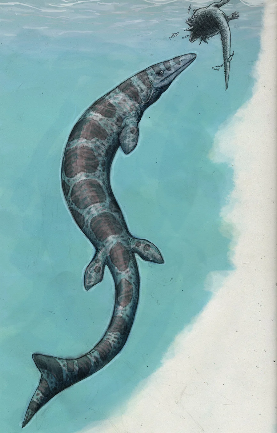 A shy Clidastes investigates the bobbing carcass of an armored dinosaur.