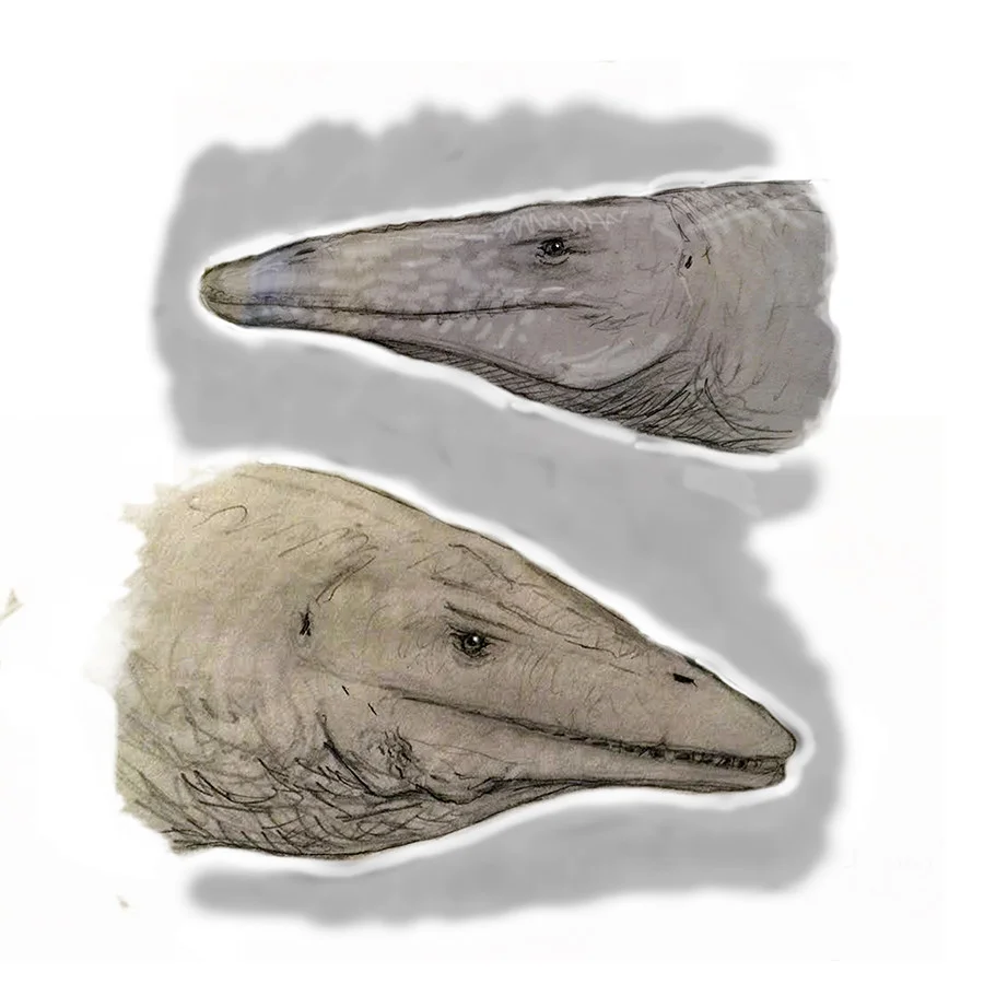 Other Mosasaurs of the inland sea: Above, the slender-jawed Clidastes ; below, the scarred Platecarpus .