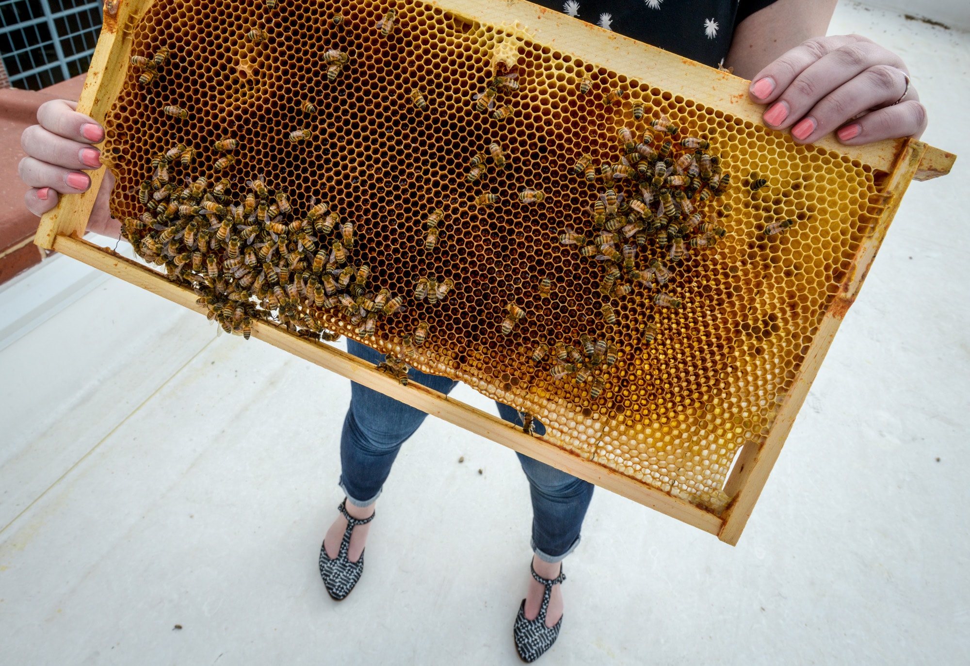 Struggling beekeepers stabilize U.S. honeybee population after