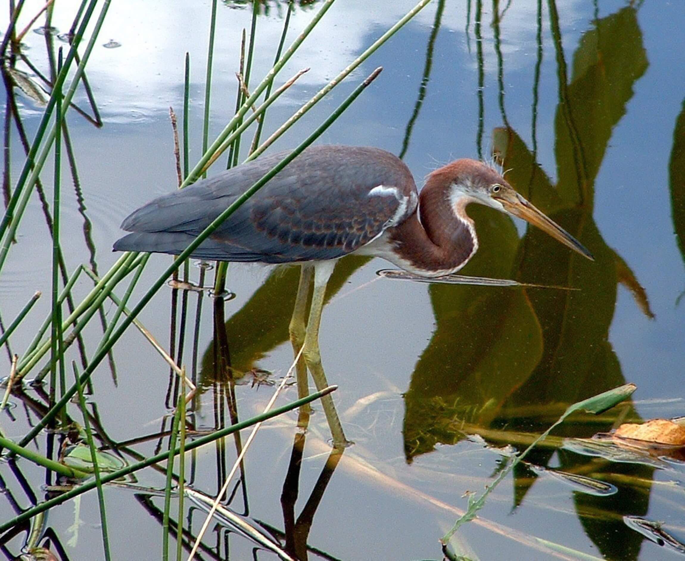 Heron in Lagoon.jpg