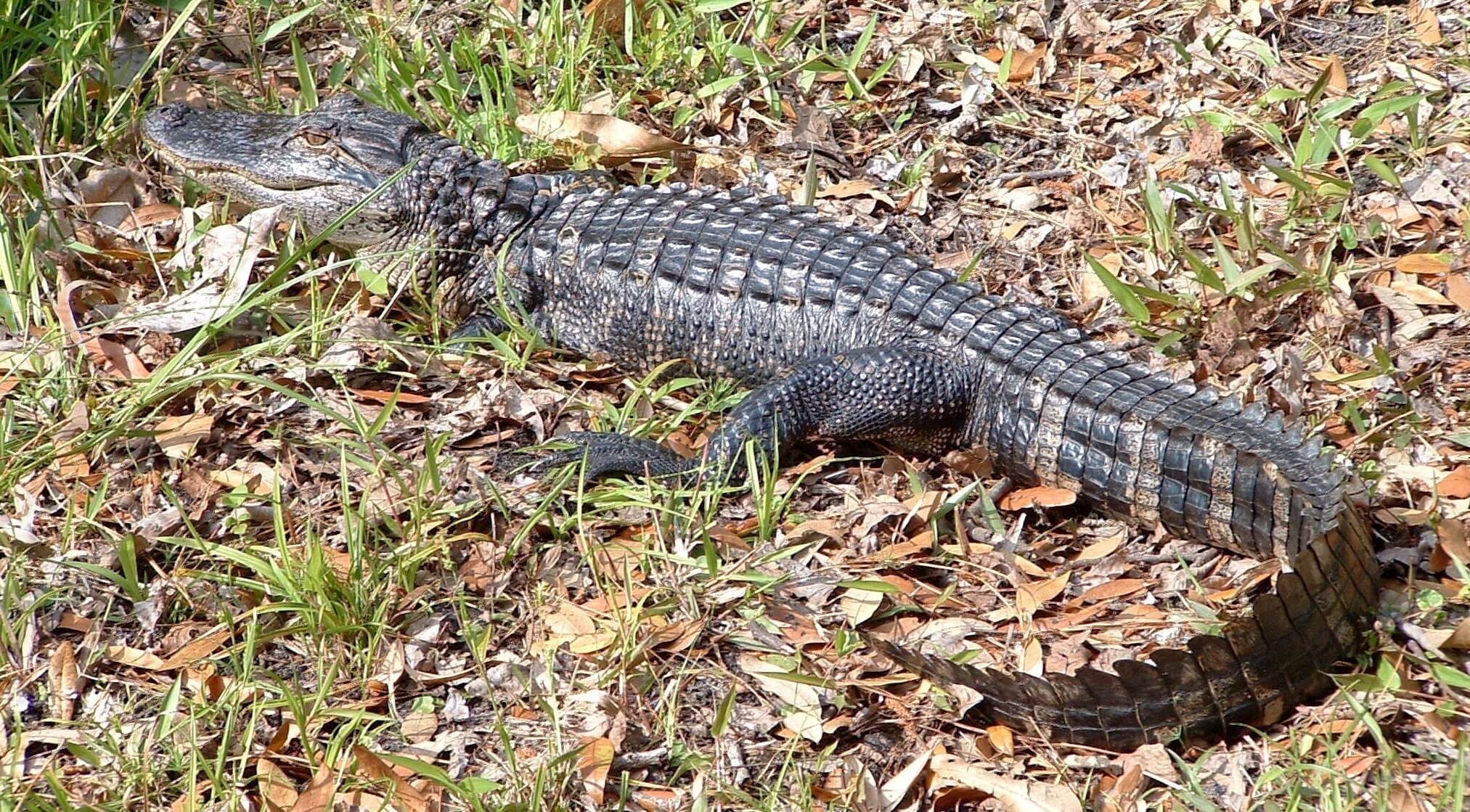 Alligator on Leaves.jpg