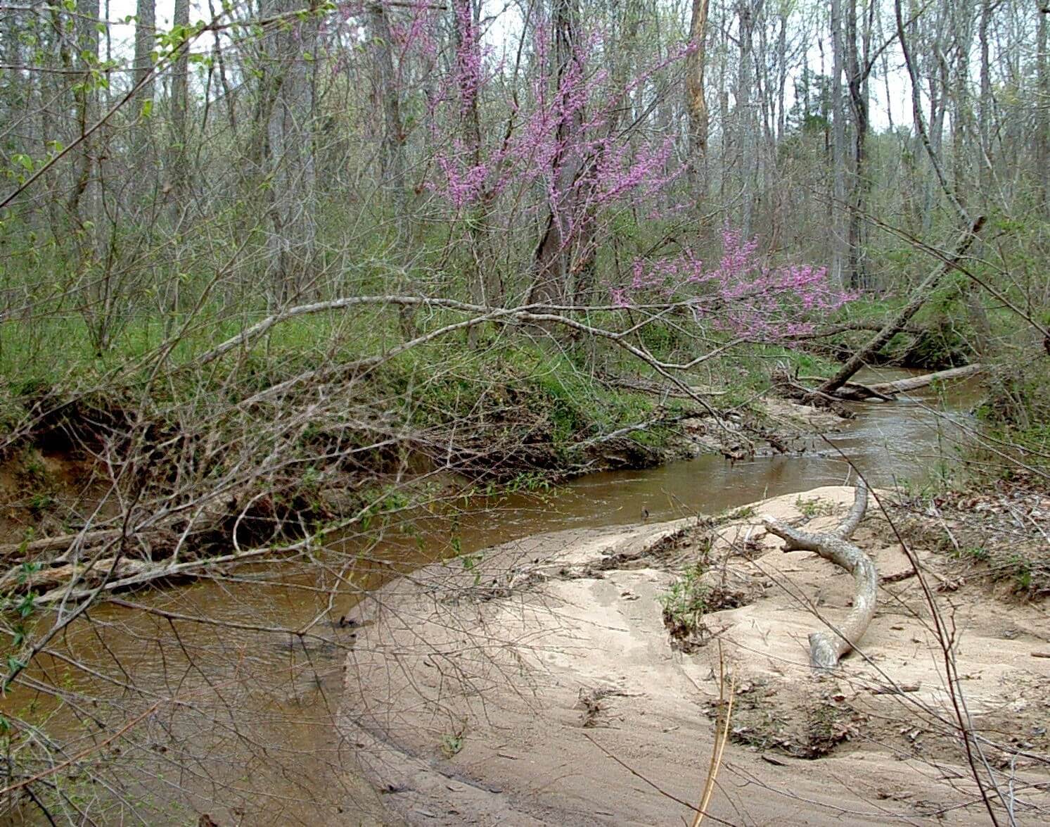 Panther Creek in Spring.jpg