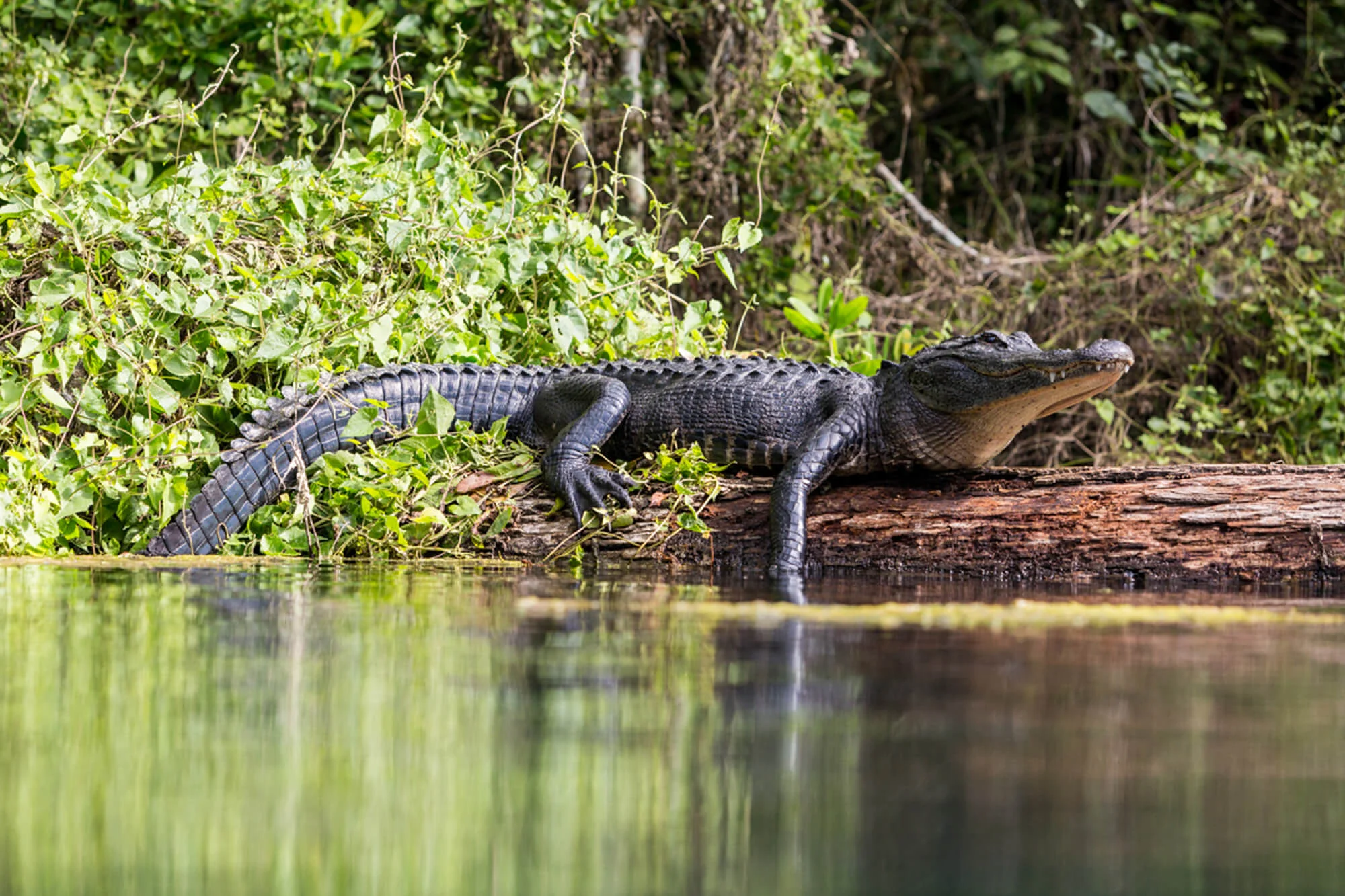 An Alligator climbs onto a tree to sunbathe.
