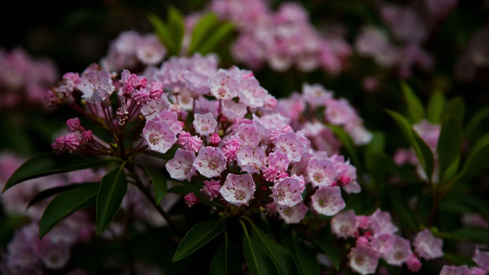 Wv-mountain-wildflowers-springtime_-_West_Virginia_-_ForestWander.jpg
