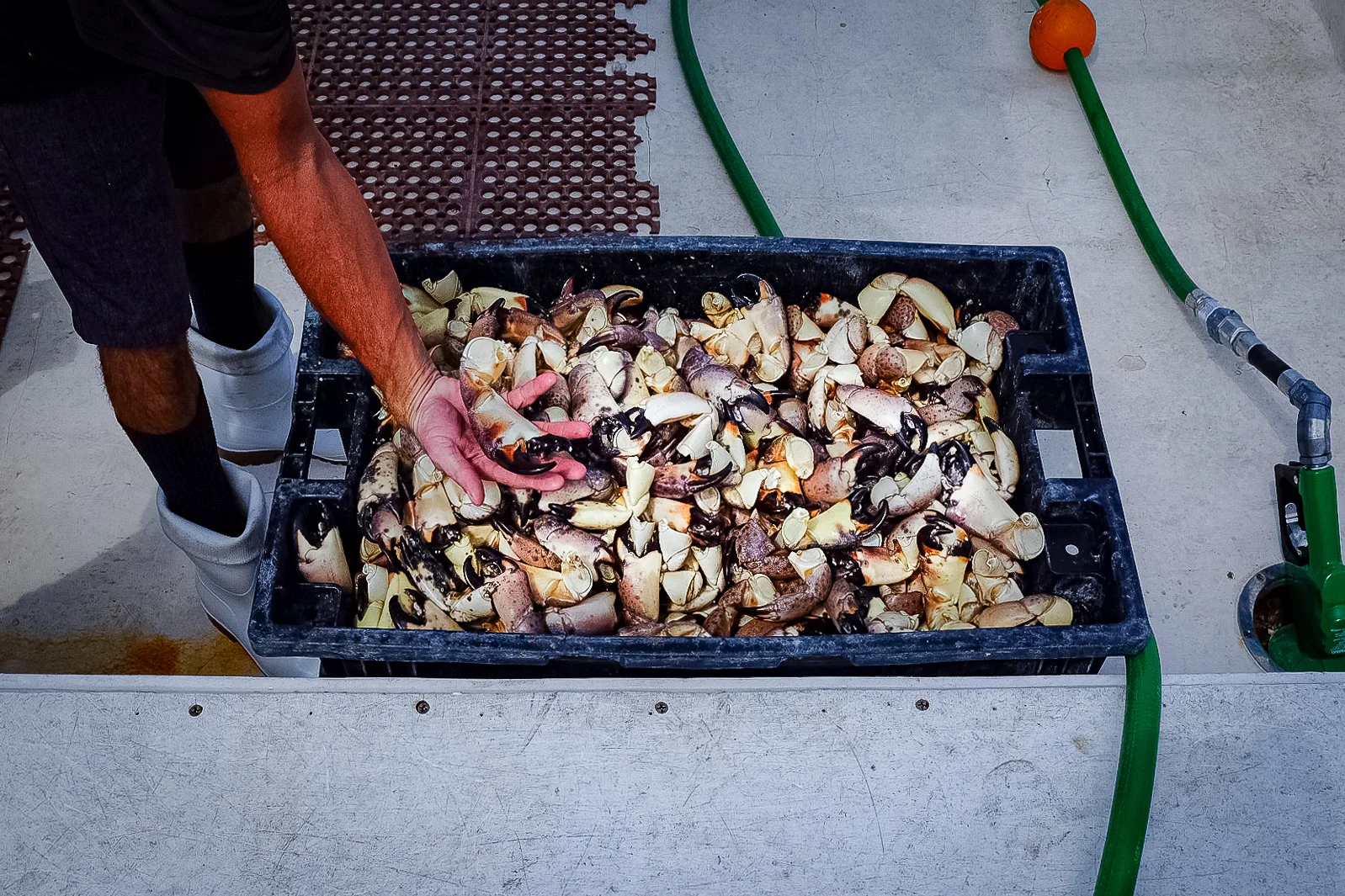 The Short Memory of the Stone Crabber