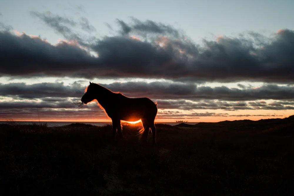 The Wild Horses Of Shackleford Banks The Bitter Southerner