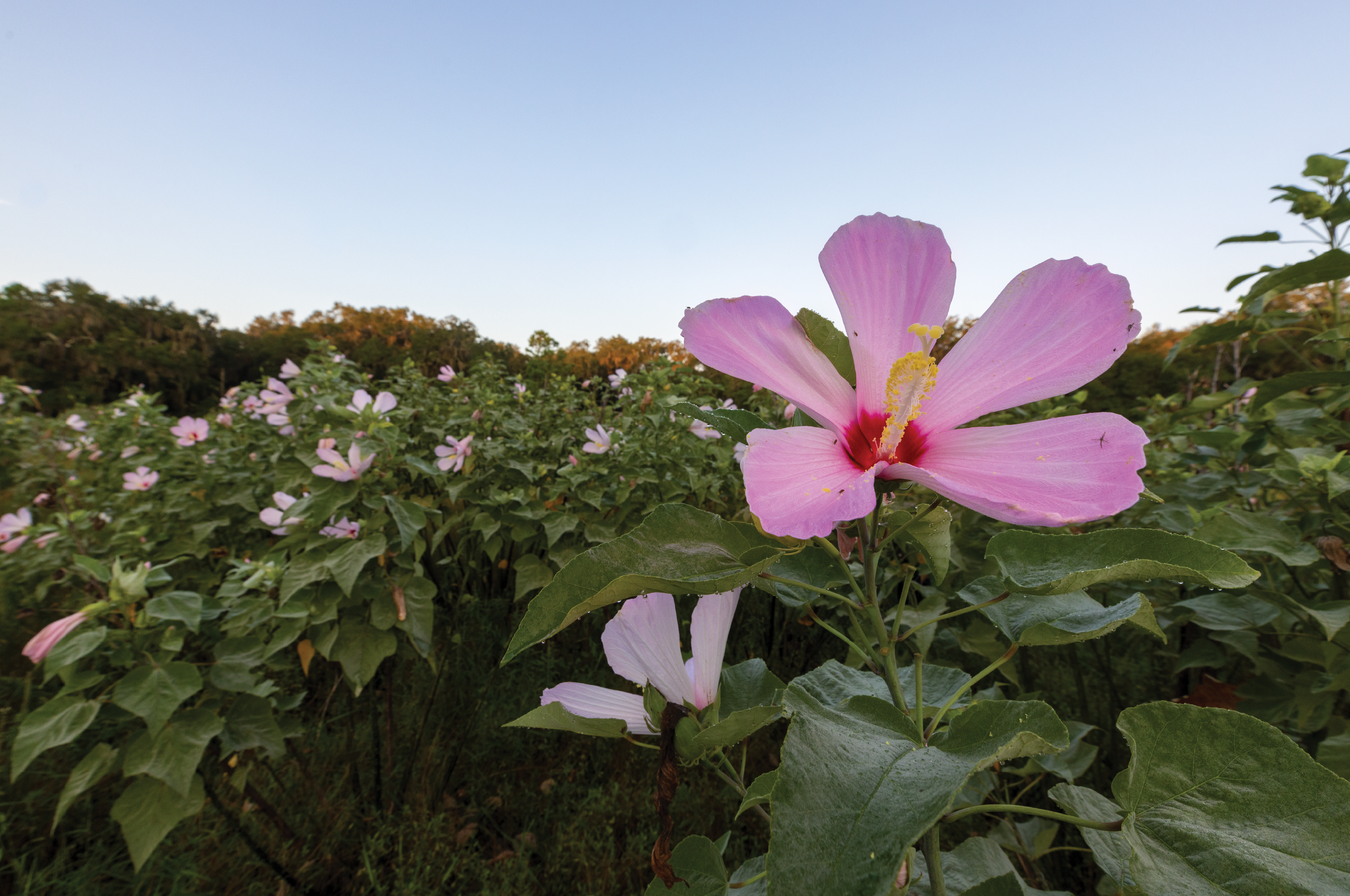 Hibiscus3.png